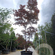 Acer pal. 'Bloodgood' 450-500 cm container solitair
