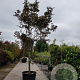 Acer pal. 'Bloodgood' 450-500 cm container solitair
