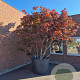 Acer pal. 'Fireglow' 350-400 cm container meerstammig