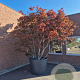 Acer pal. 'Fireglow' 350-400 cm container meerstammig