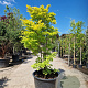 Acer shirasawanum 'Aureum' 175-200 cm cont. 230L meerstammig