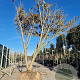 Albizia julibrissin 400-450 cm draadkluit meerstammig Losse kroon
