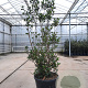 Arbutus unedo 175-200 cm cont. 110L