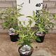 Buddleja Free Petite Blue Heaven 20-25 cm 2,0L