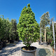 Carpinus bet. 'Monument' 200-250 cm container meerstammig extra