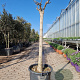 Catalpa bignonioides 120 cm stam container 18-20