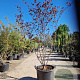 Cercis can. Red Force 200-250 cm container meerstammig extra