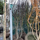 Cercis siliquastrum 250-300 cm draadkluit meerstammig 4 X verplant extra