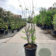 Cercis siliquastrum 200-250 cm container meerstammig extra
