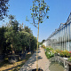 Cercis siliquastrum 200 cm stam container 12-14