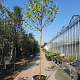 Cercis siliquastrum 200 cm stam container 14-16 hoge lei