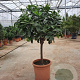 Citrus latifolia 100-110 cm 20L stam
