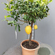 Citrus medica 100-110 cm 20L stam