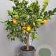 Citrus sinensis 100-110 cm 20L stam