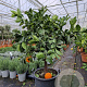 Citrus sinensis 100-110 cm 20L stam