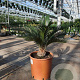 Cycas revoluta GM C6L