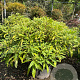 Edgeworthia chrysantha 80-100 cm 45L