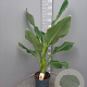 Ensete lasiocarpa GM C6L