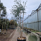 Eucalyptus gunnii 350-400 cm cont. 150L meerstammig