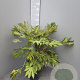 Fatsia japonica 'Spider's Web' 70-80 cm 6L