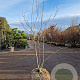 Gleditsia triac. 'Sunburst' 200-250 cm draadkluit meerstammig
