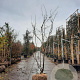 Gleditsia triac. 'Sunburst' 200-250 cm draadkluit meerstammig