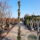 Hedera helix 250-300 cm container meerstammig