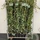 Hedera hibernica 175-200 cm 2,0L