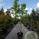 Juglans regia 250-300 cm container meerstammig