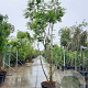 Koelreuteria paniculata 300-350 cm container solitair