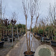 Lagerstroemia indica 250-300 cm container meerstammig