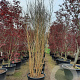 Lagerstroemia indica 300-350 cm container meerstammig