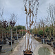 Lagerstroemia indica 300-350 cm container meerstammig