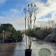 Lagerstroemia indica 300-350 cm container meerstammig