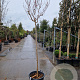 Lagerstroemia indica 180 cm stam container 10-12 hoge lei
