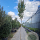 Lagerstroemia indica 200 cm stam container 10-12 lei 150x120