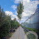 Lagerstroemia indica 200 cm stam container 10-12 lei 150x120
