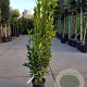 Laurus nobilis 125-150 cm 10L