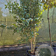 Ligustrum japonicum 200-250 cm container meerstammig extra