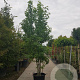 Liquidambar styraciflua 450-500 cm container meerstammig