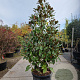 Magnolia grand. 'Goliath' 200-250 cm container meerstammig