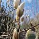 Magnolia soul. 'Alba Superba' 250-300 cm container meerstammig