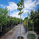 Magnolia stellata 180 cm stam container 14-16