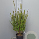 Myrtus communis tarentina 60-80 cm 10L