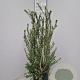 Myrtus communis tarentina 60-80 cm 10L