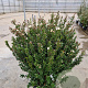 Myrtus communis tarentina 80-90 cm 20L