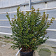 Myrtus communis tarentina 80-100 cm 2,5L