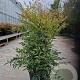 Nandina domestica 60-80 cm 25L