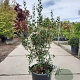 Osmanthus heterophyllus 175-200 cm container meerstammig