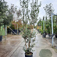 Osmanthus heterophyllus 175-200 cm 15L